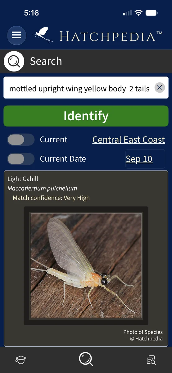 Search results for a plain-language insect description.
