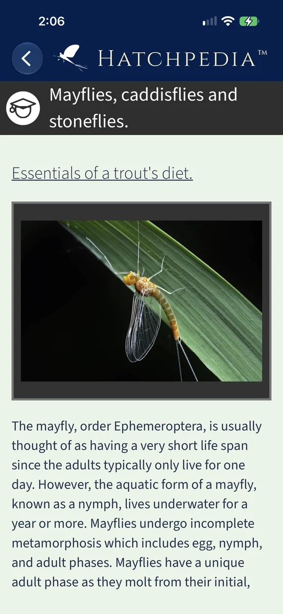Hatchpedia learning guide covering mayflies, caddisflies, and stoneflies.