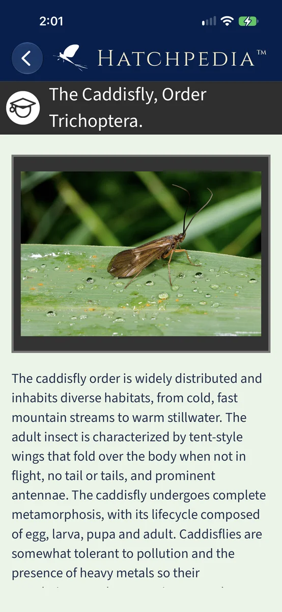 Hatchpedia's caddisfly learning guide.