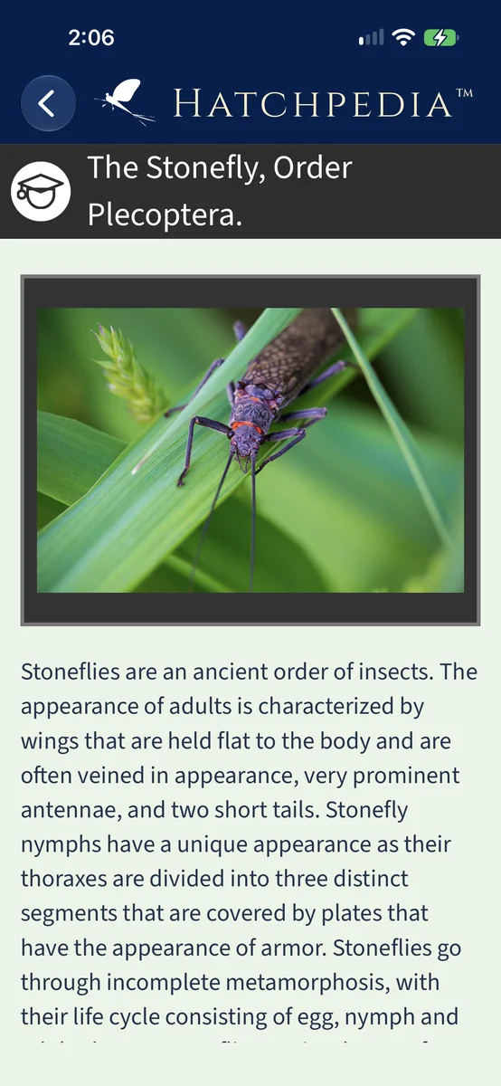 Hatchpedia's stonefly learning guide.