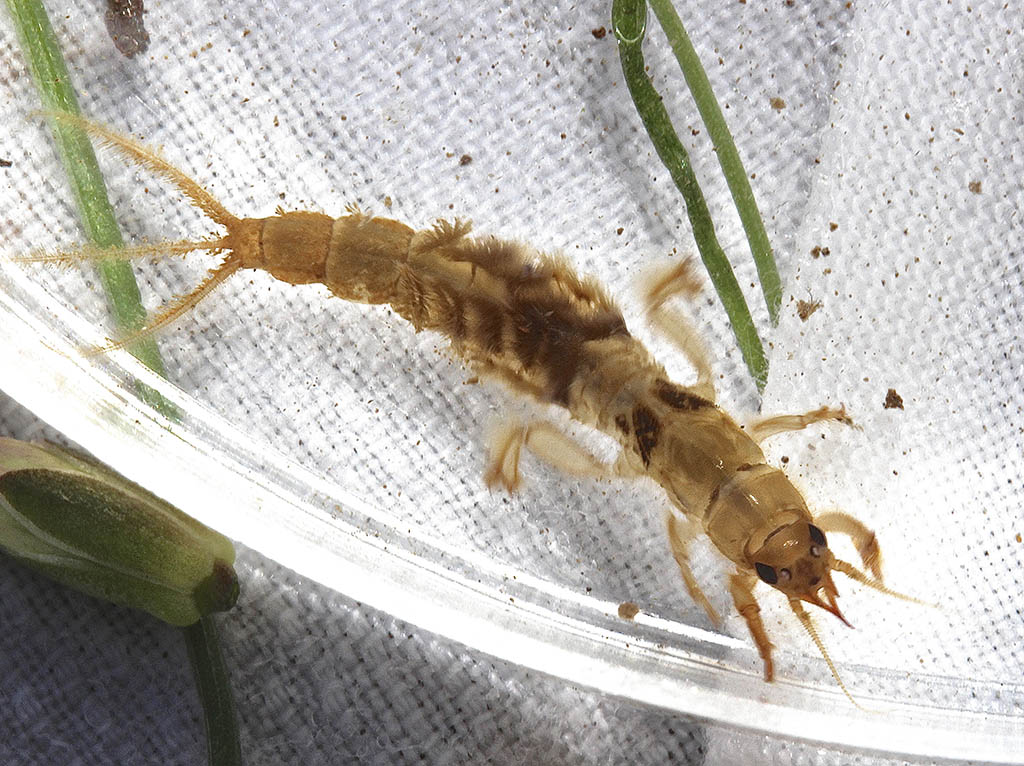 Burrower mayfly nymph, Ephemera guttulata.