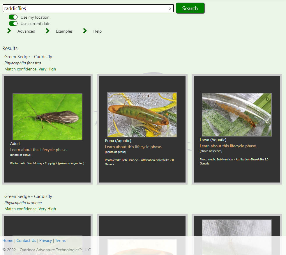 Searching for 'caddisflies' in Hatchpedia.