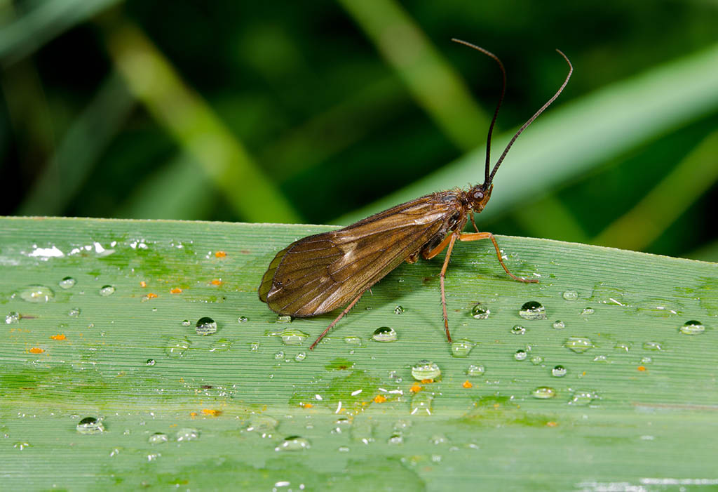 Caddisfly sitting amongst the dew on a blade of grass.