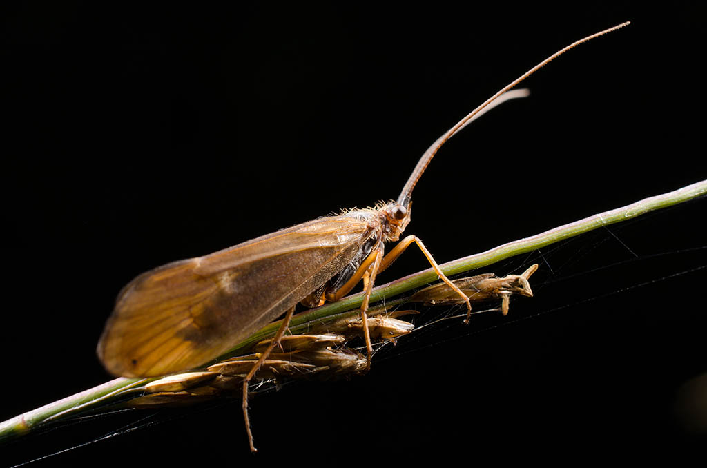 Caddisfly perched on a grass stem.