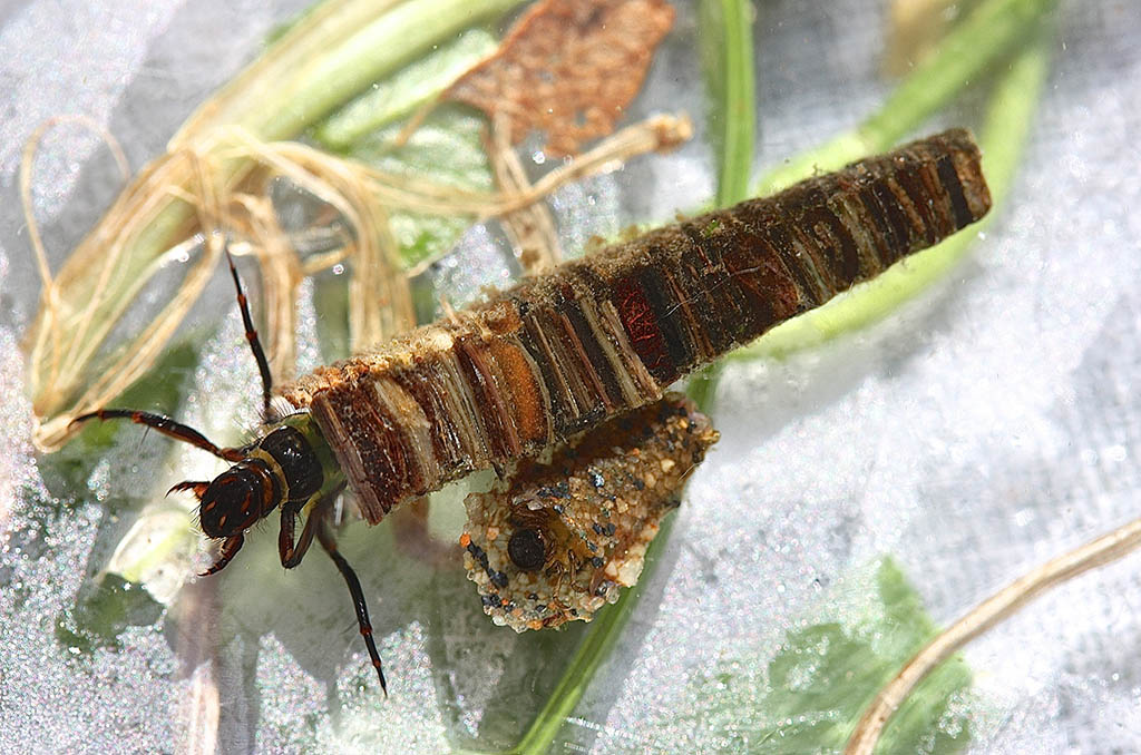 Case maker caddisfly larva, Brachycentrus spp.