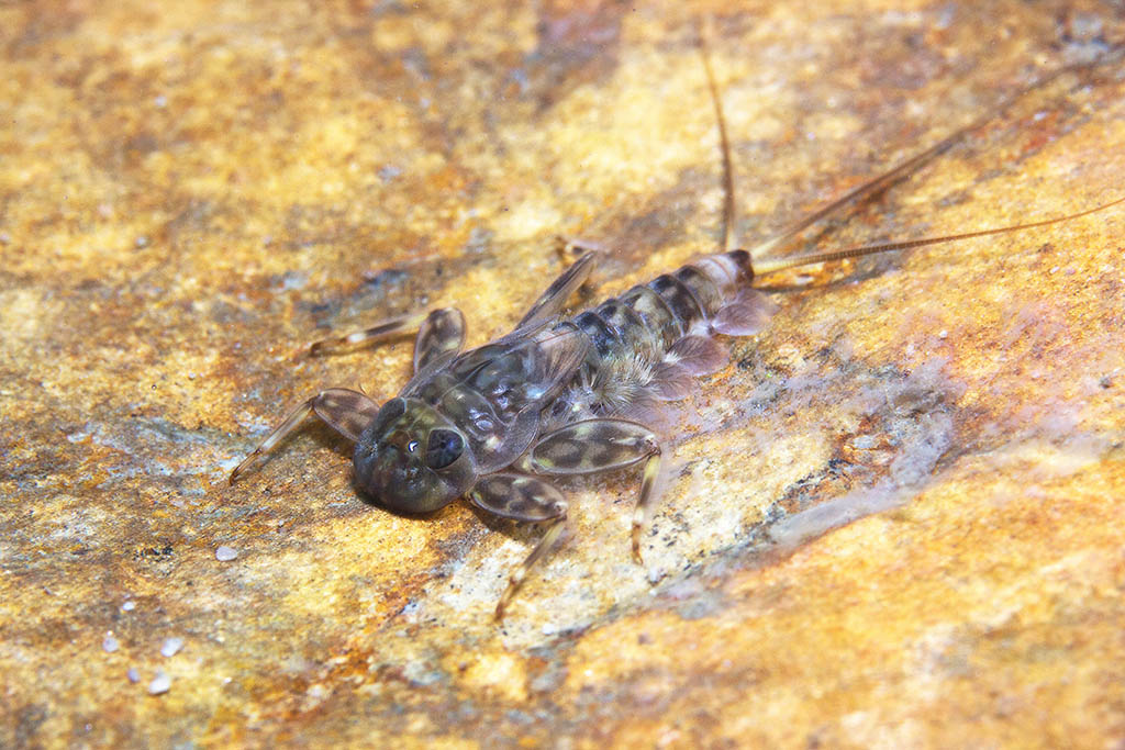 Clinger mayfly nymph, Ecdyonurus spp.