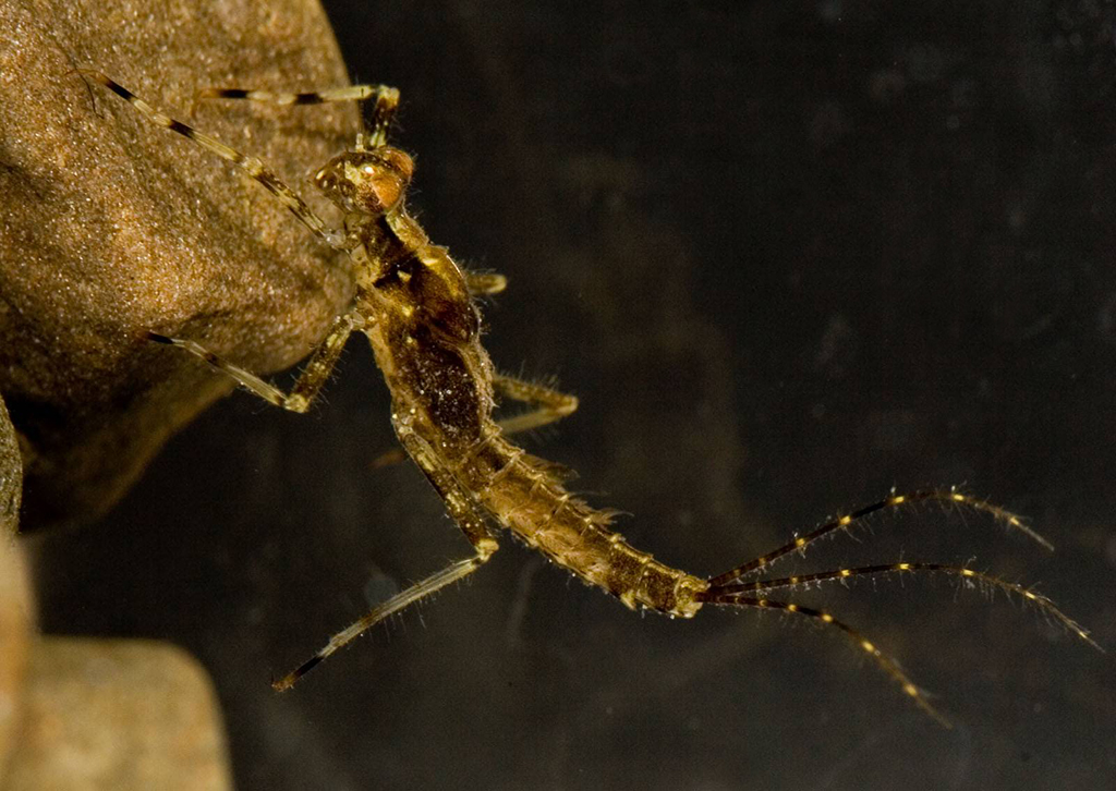 Crawler mayfly nymph, Penelomax septentrionalis.