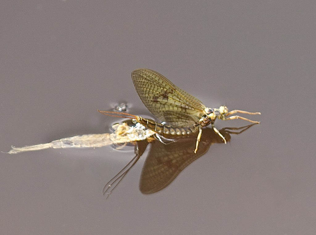 Emerging mayfly.