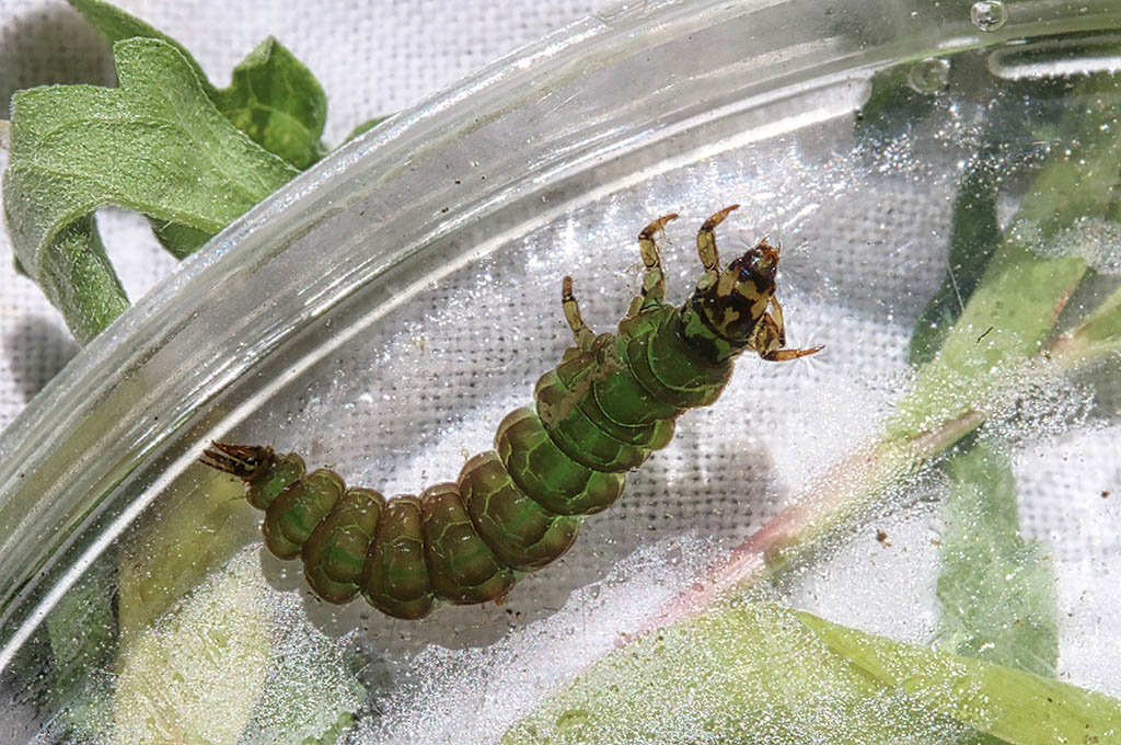 Free living caddisfly larva, Rhyacophila fuscula