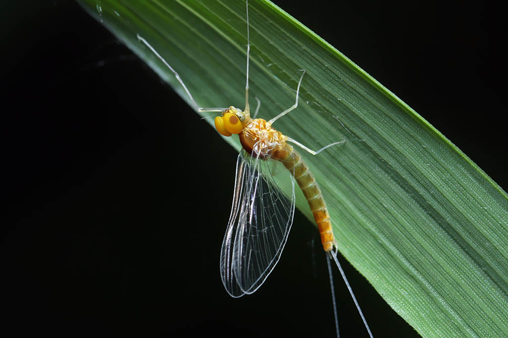 Mayfly spinner (imago) clinging inverted to a blade of grass.