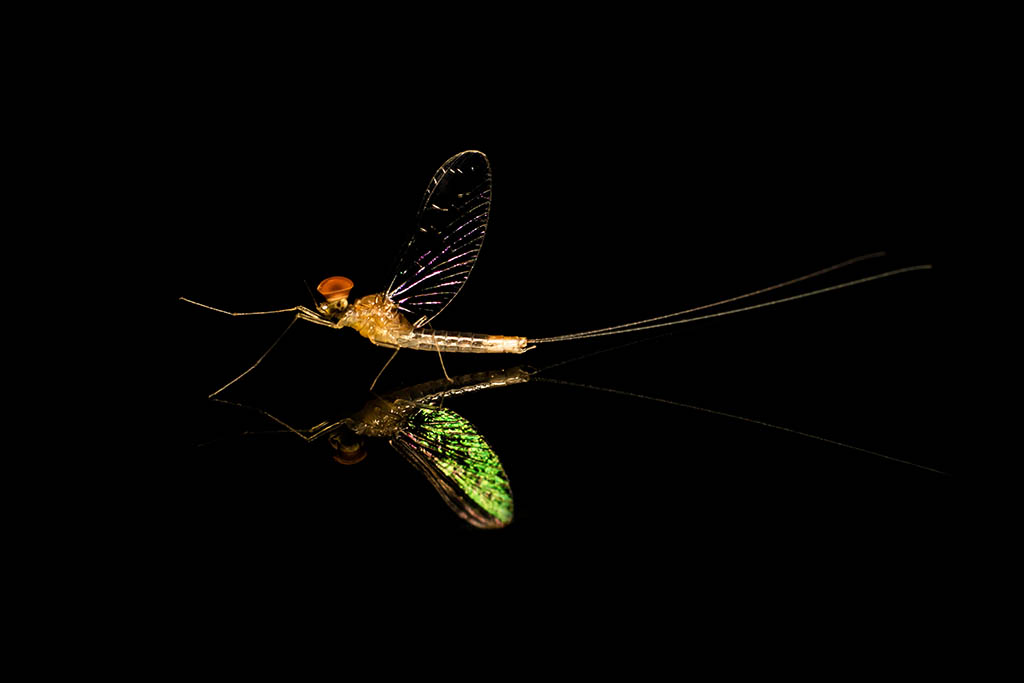 Mayfly spinner (imago) with clear wings.