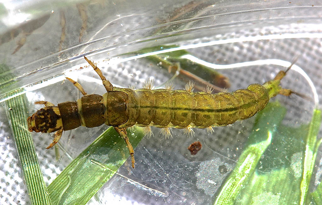 Net spinner caddisfly larva, Hydropsyche venularis