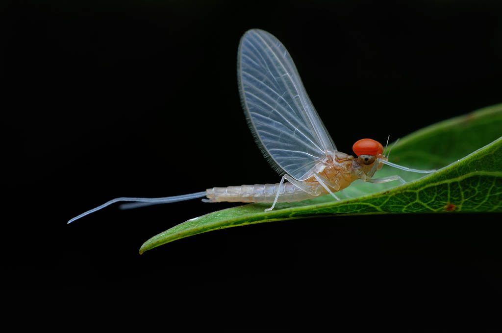 Mayfly imago with distinctly red eyes.