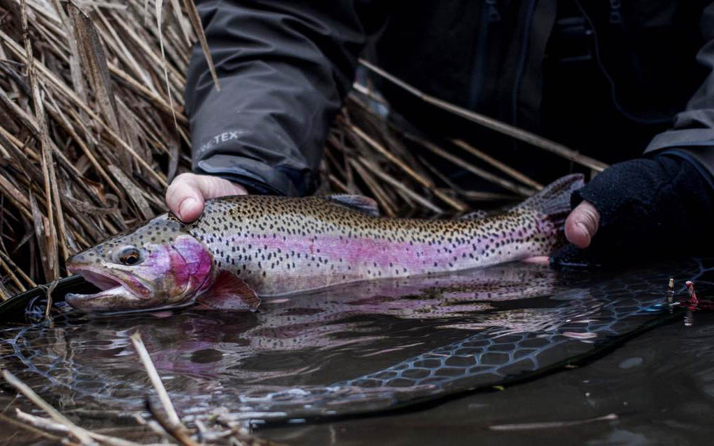 Columbia Redband Rainbow Trout before release.