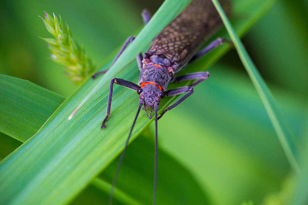 Salmonfly crawling down a blade of grass.