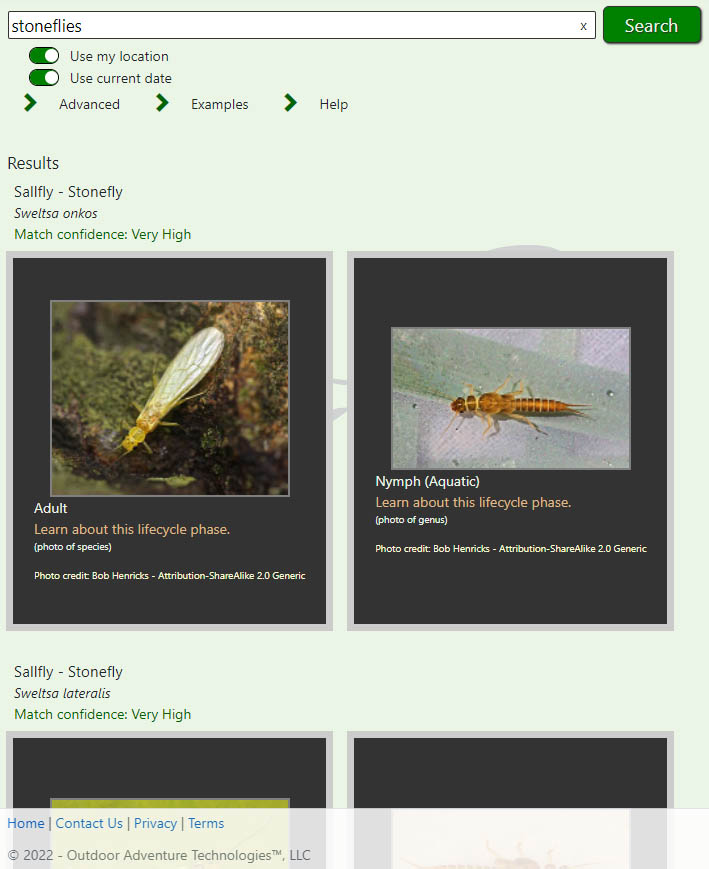 Searching for 'stoneflies'' in Hatchpedia.