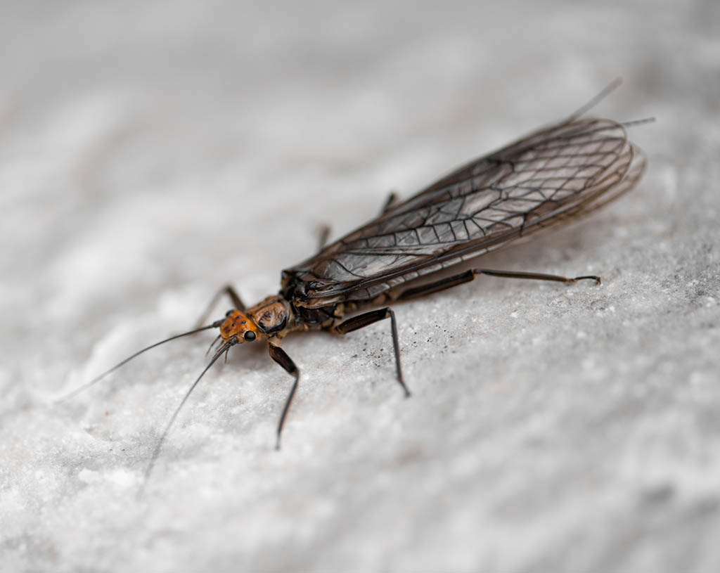 Stonefly adult, Perlodidae.