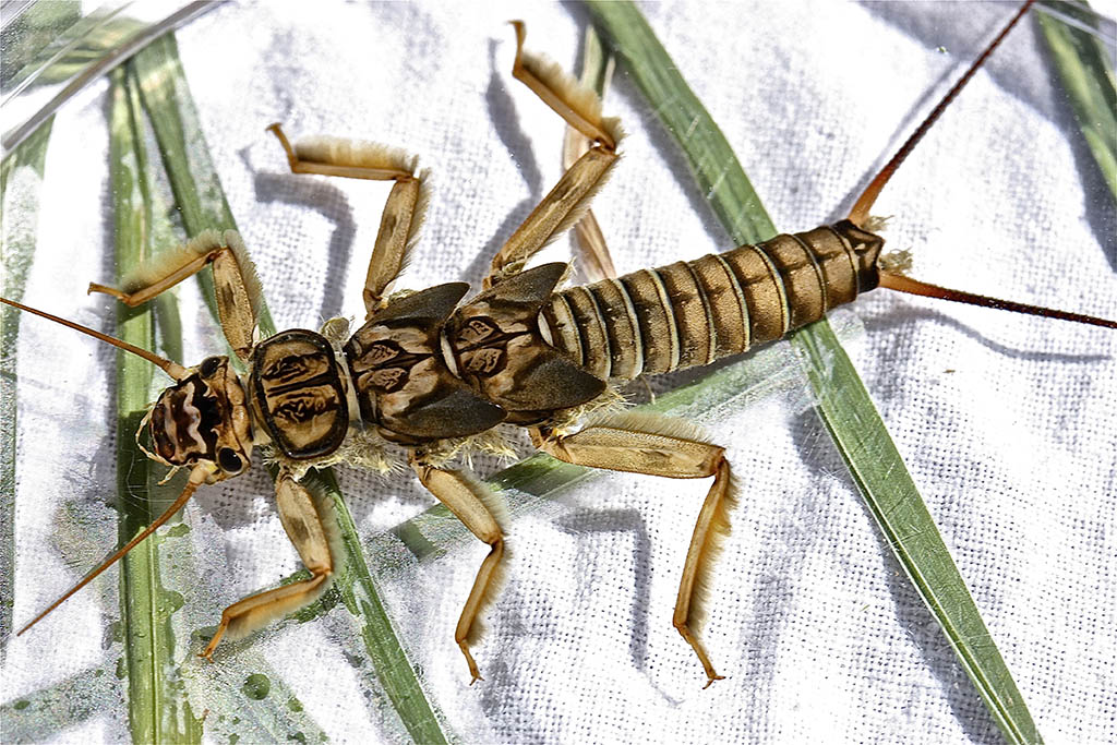 Stonefly nymph, Claassenia sabulosa.