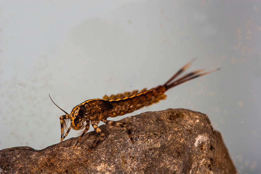 Swimmer mayfly nymph, Isonychia bicolor.