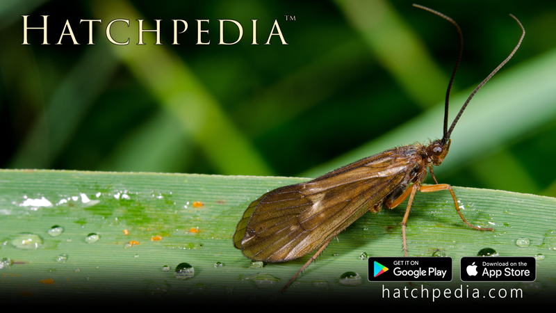 Caddisfly screen background (4k)